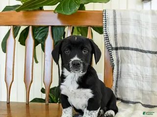 Mixed Breed dogs Snoopy - Ad 12