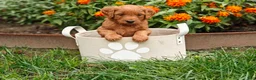 Goldendoodle dogs for sale: Cinnamon - Ad 14
