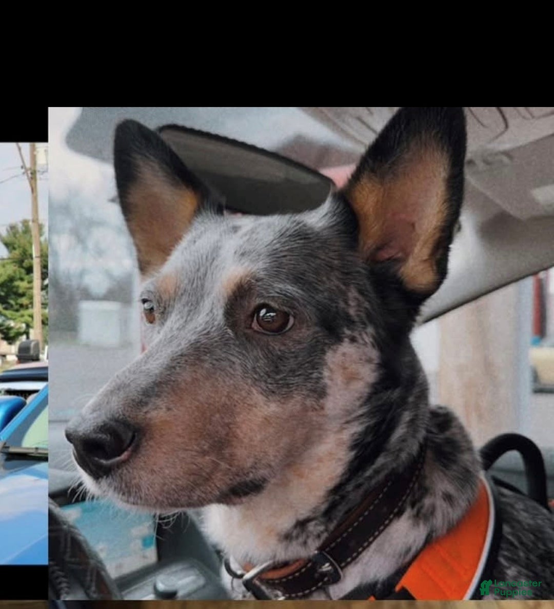 Australian Cattle Dog dogs for sale: Benellie - Ad 1