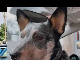 Australian Cattle Dog dogs Benellie - Ad 5