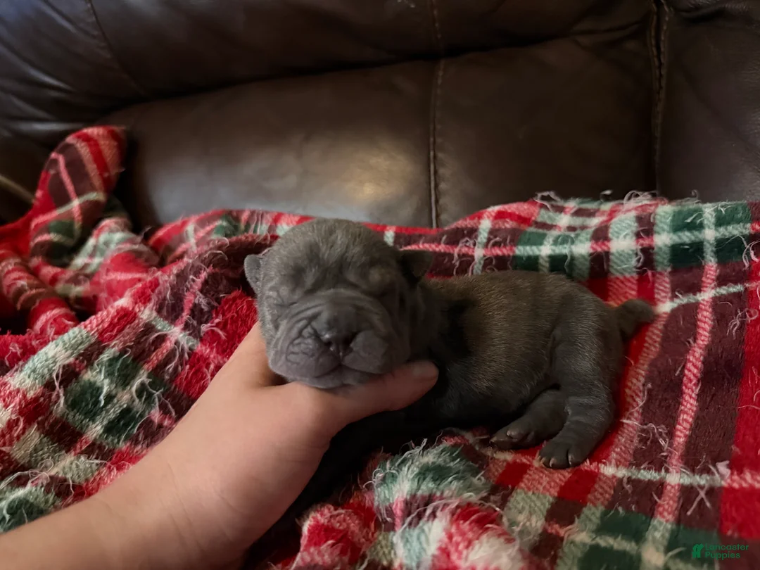 Shar Pei dogs for sale: Marvel - Ad 1