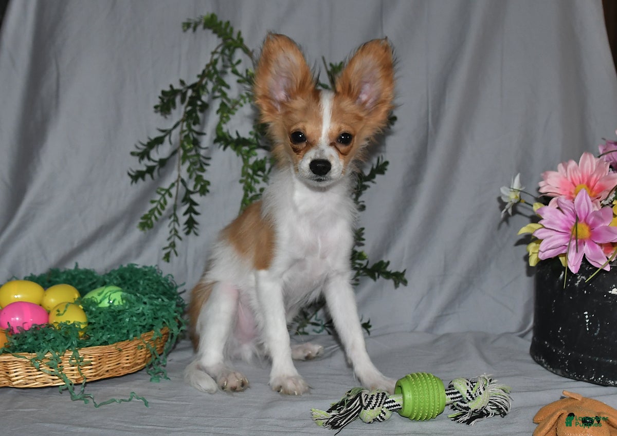 Papillon dogs Nick  - Ad 1