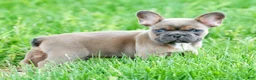 French Bulldog dogs for sale: Hank - Ad 6