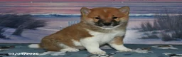 Shiba Inu dogs for sale: Glen - Ad 5