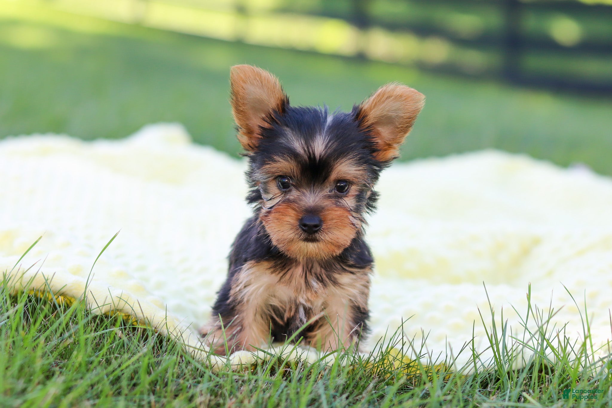 Yorkshire Terrier dogs Macy - Ad 2