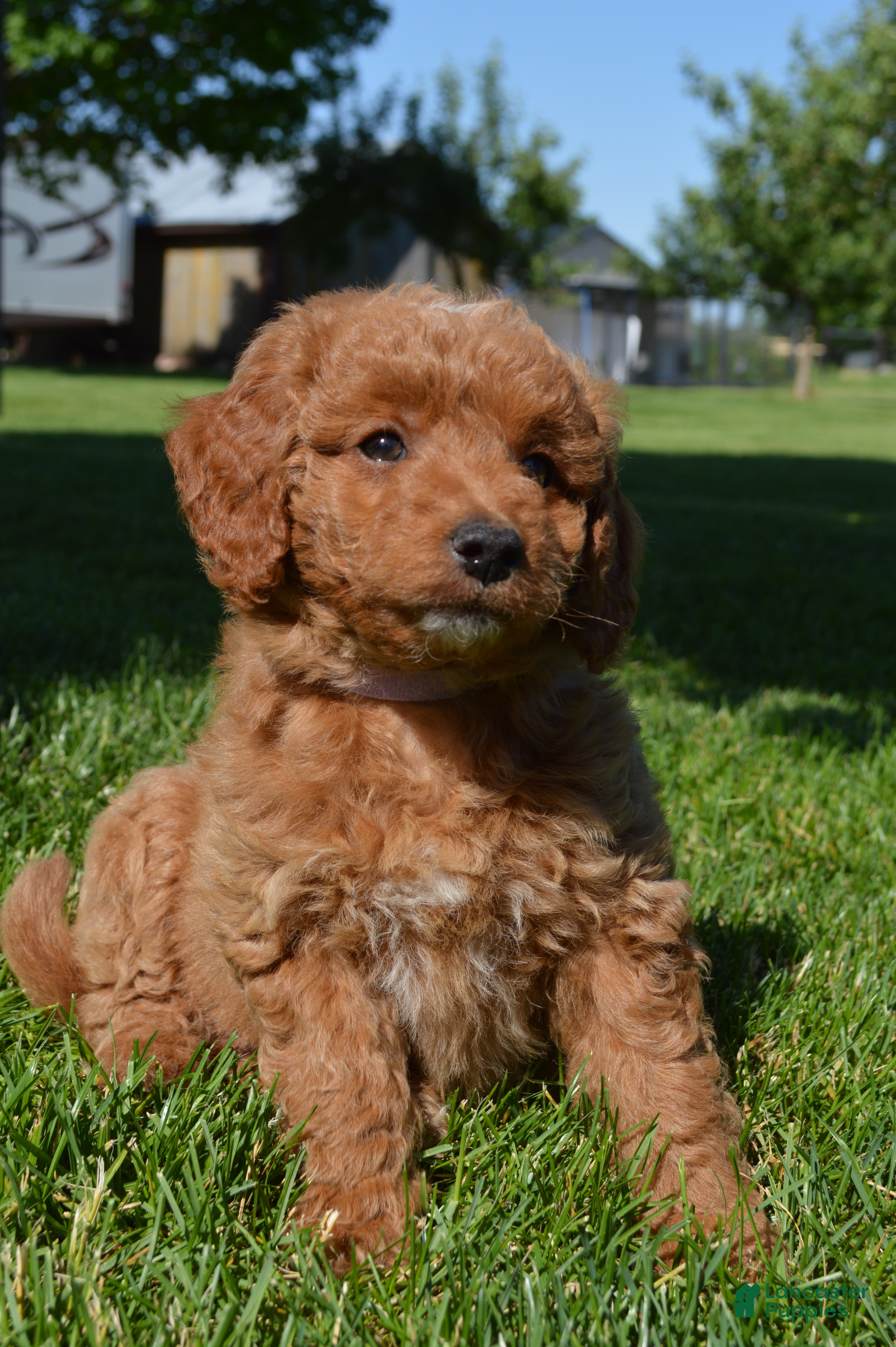 Mini Goldendoodle dogs Mimi - Ad 2
