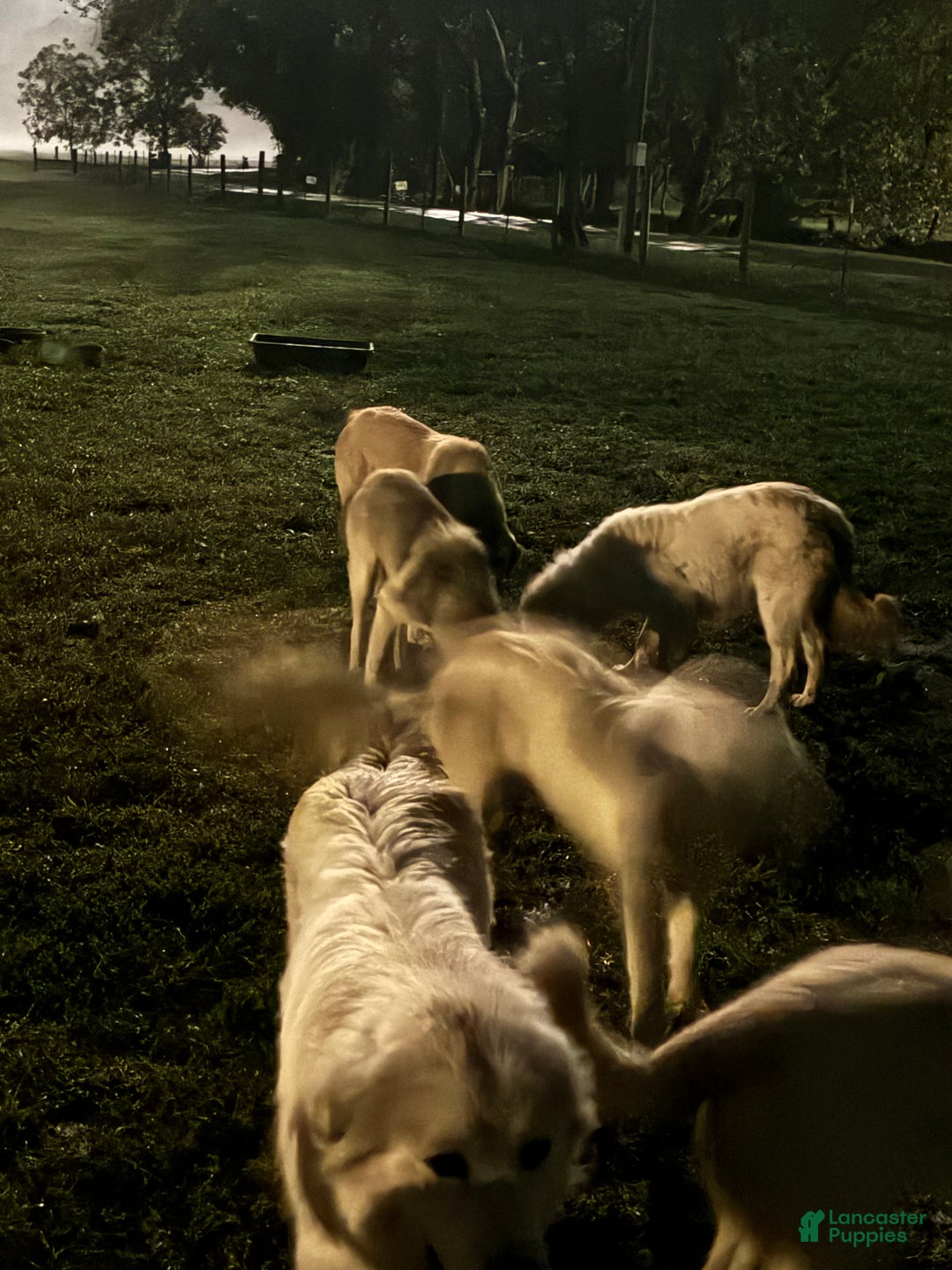 Mixed Breed dogs for sale: Mixed Breed Puppy 5 - Ad 3