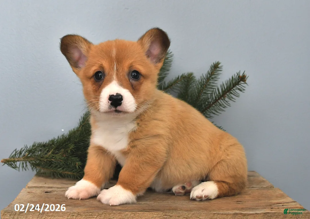 Welsh Corgi Pembroke dogs for sale: Rusty - Ad 2