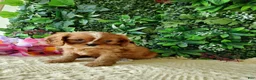 Cavalier King Charles Spaniel dogs for sale: Callie - Ad 3