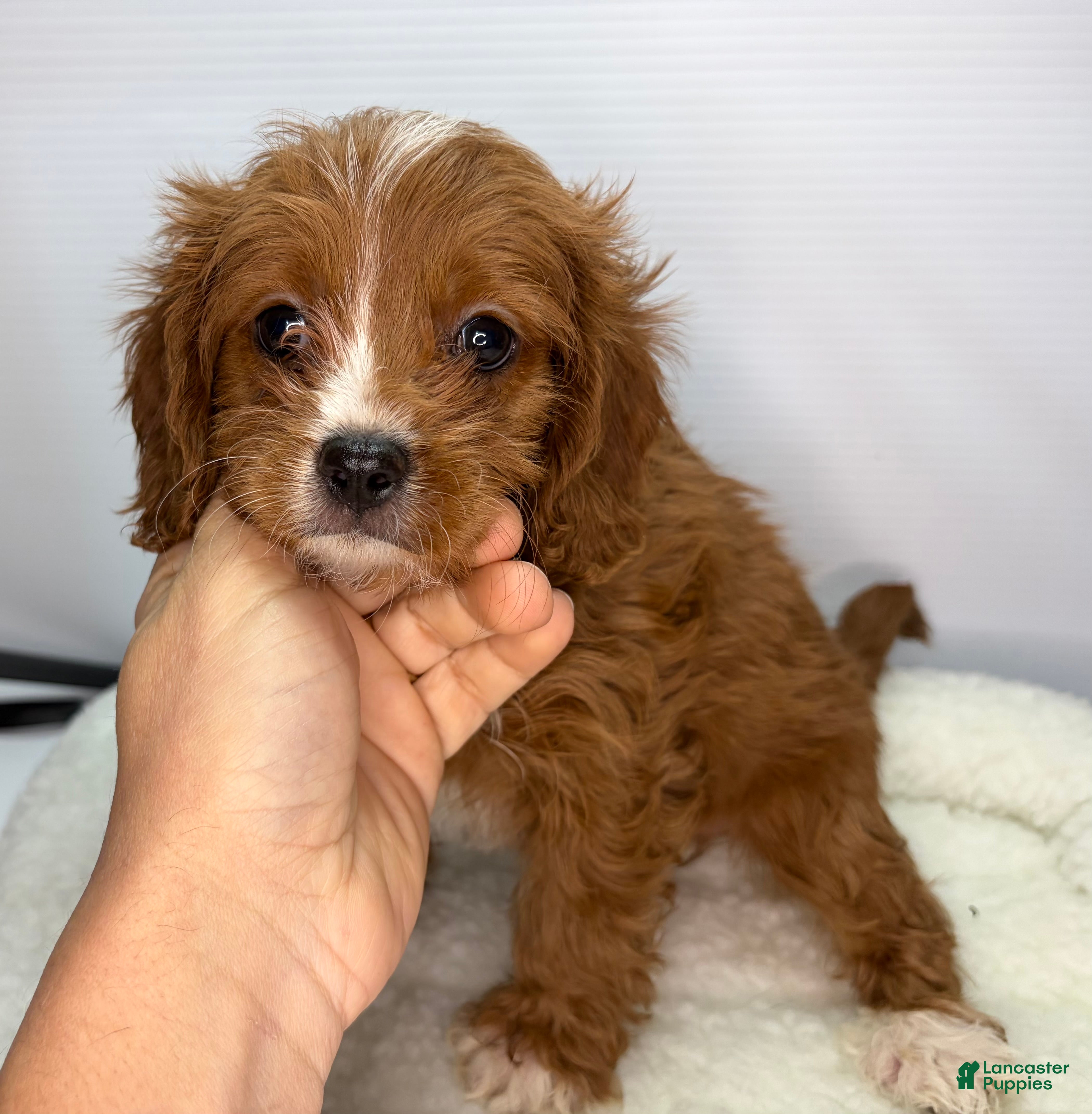 Cavapoo dogs Cavapoo Puppy 1 - Ad 14