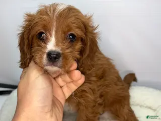 Cavapoo dogs Cavapoo Puppy 1 - Ad 14