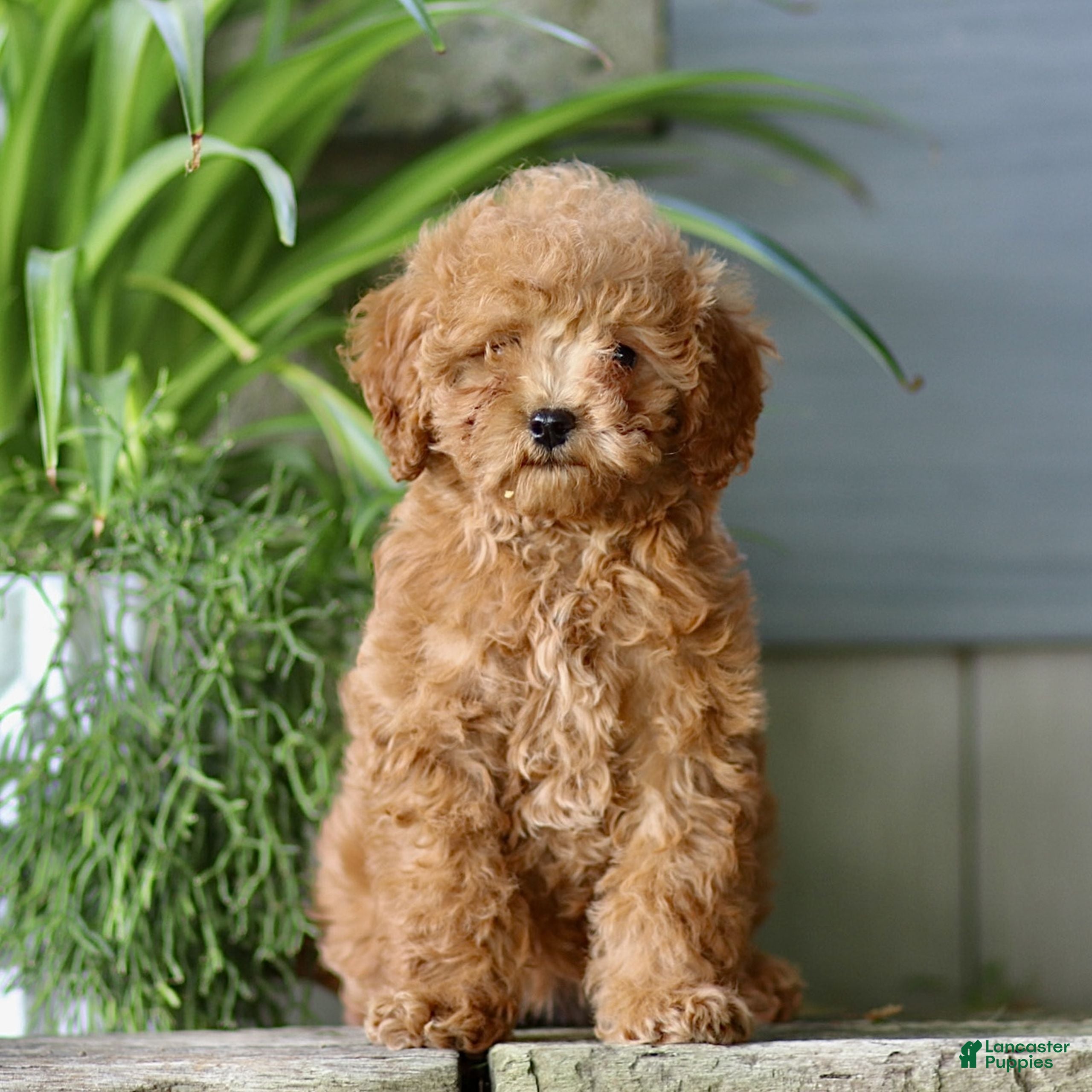Cavapoo dogs Casey  - Ad 1