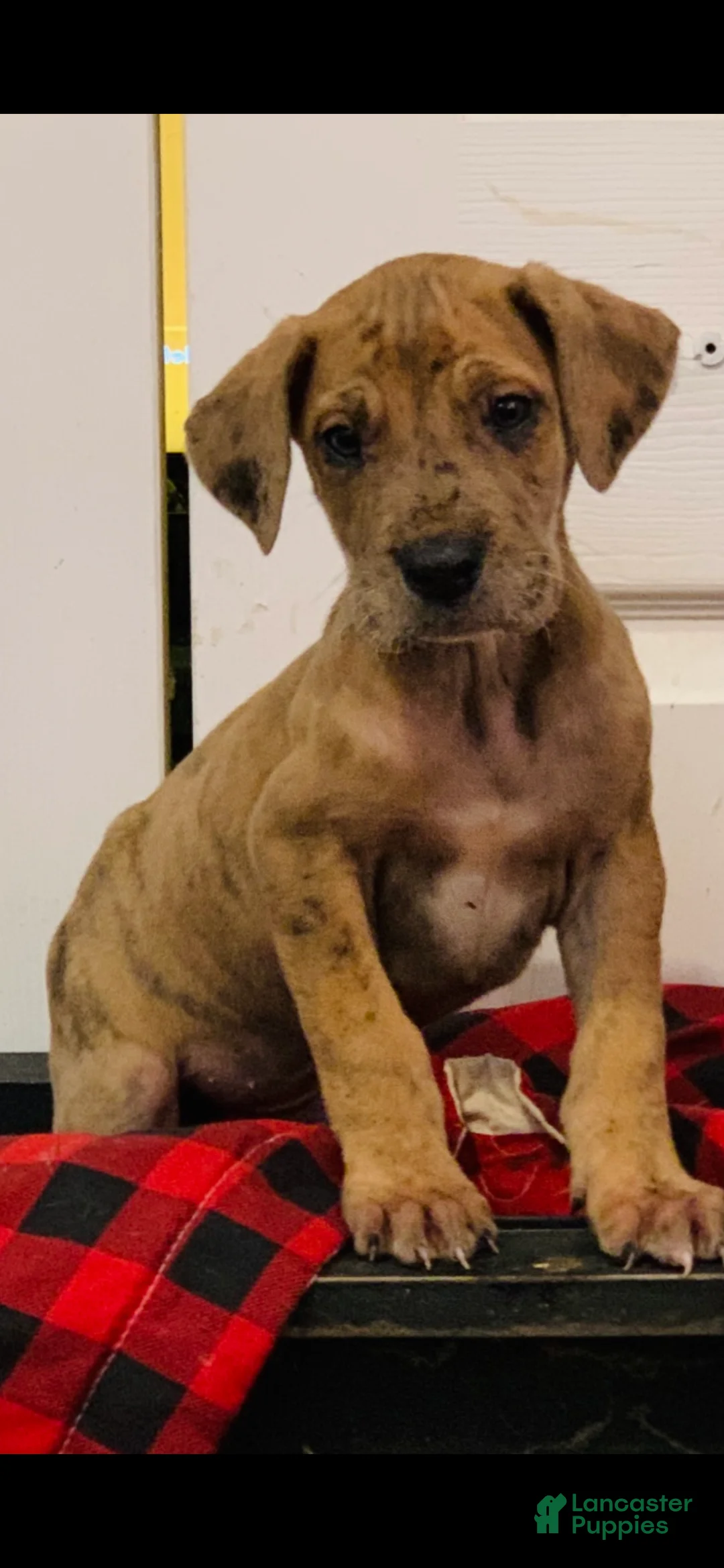 Great Dane dogs for sale: Valentina - Ad 1