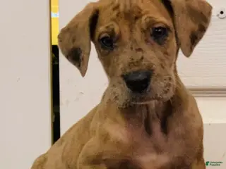 Great Dane dogs Valentina - Ad 11