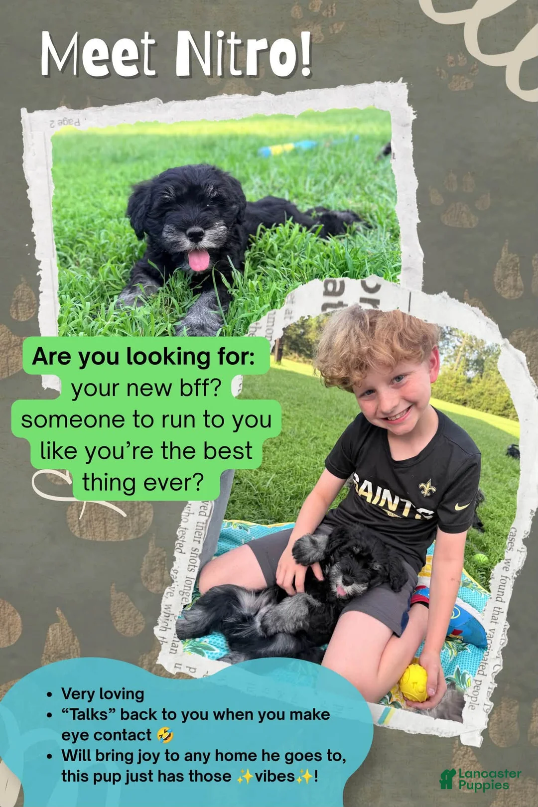 Miniature Schnauzer dogs for sale: Nitro - Ad 1