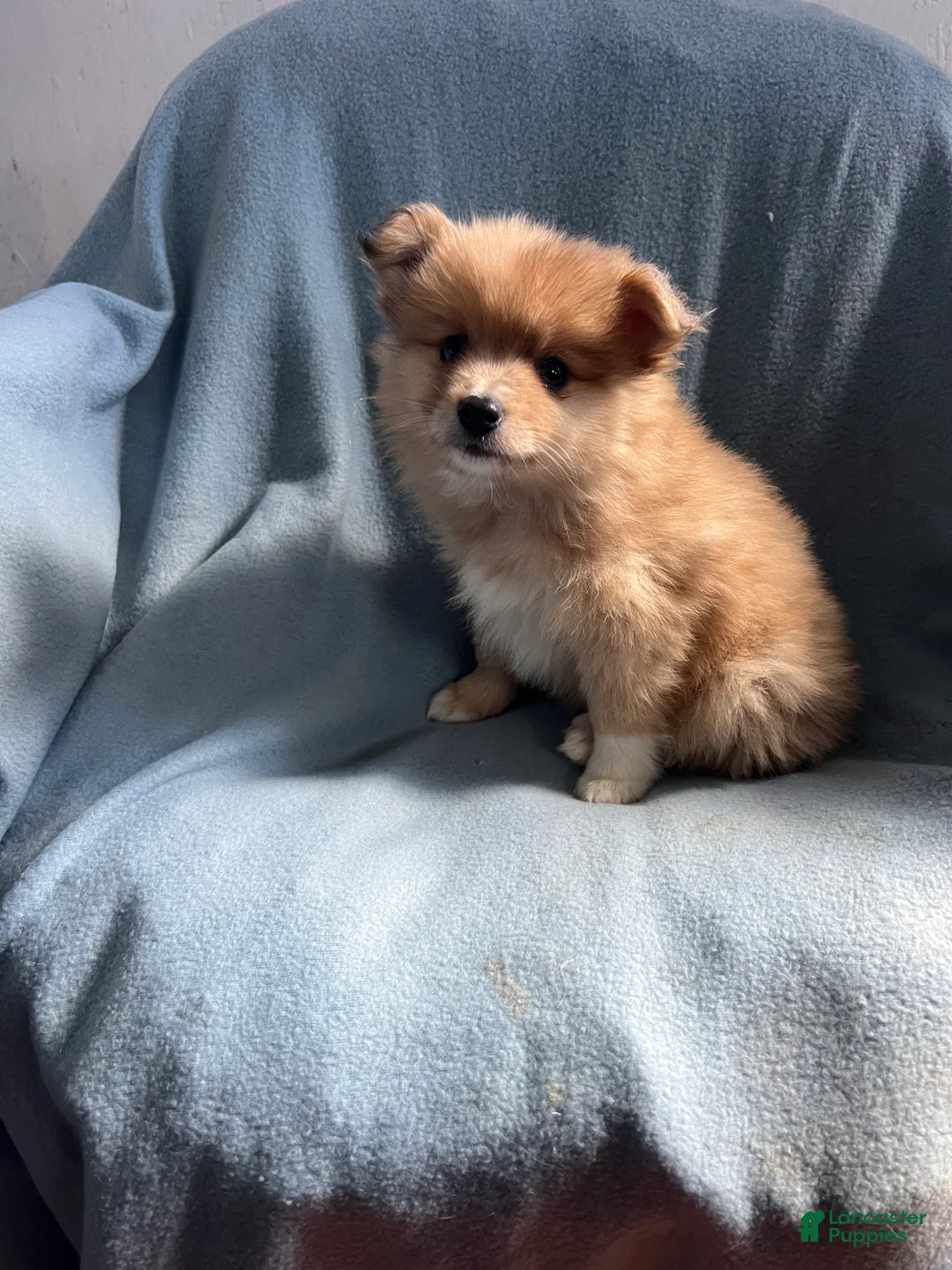 Mixed Breed dogs for sale: Kenny - Ad 7