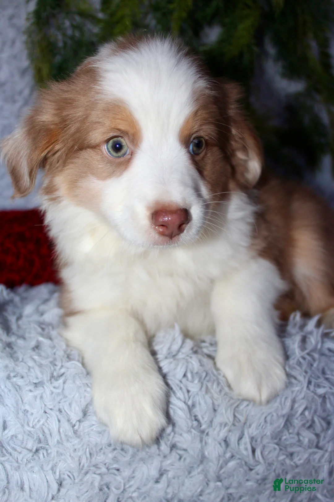 Miniature Australian Shepherd dogs for sale: Jimmy - Ad 3