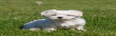 Maggie Maltese Puppy 