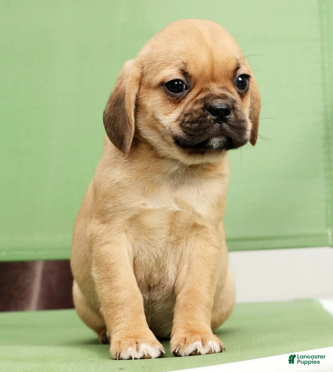 Puggle dogs for sale: Penny - Ad 3