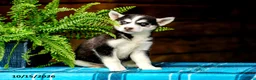 Pomsky dogs for sale: Twila - Ad 7