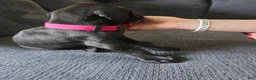 Mixed Breed dogs for sale: Red - Ad 4