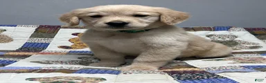 Biscuit