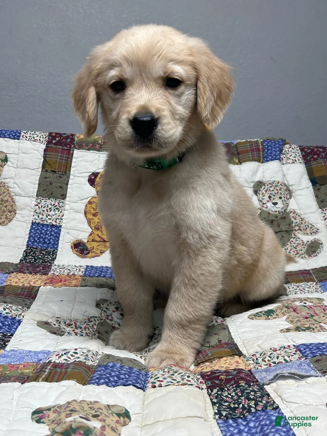 Golden Retriever dogs for sale: Biscuit - Ad 1