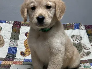 Golden Retriever dogs for sale: Biscuit - Ad 3