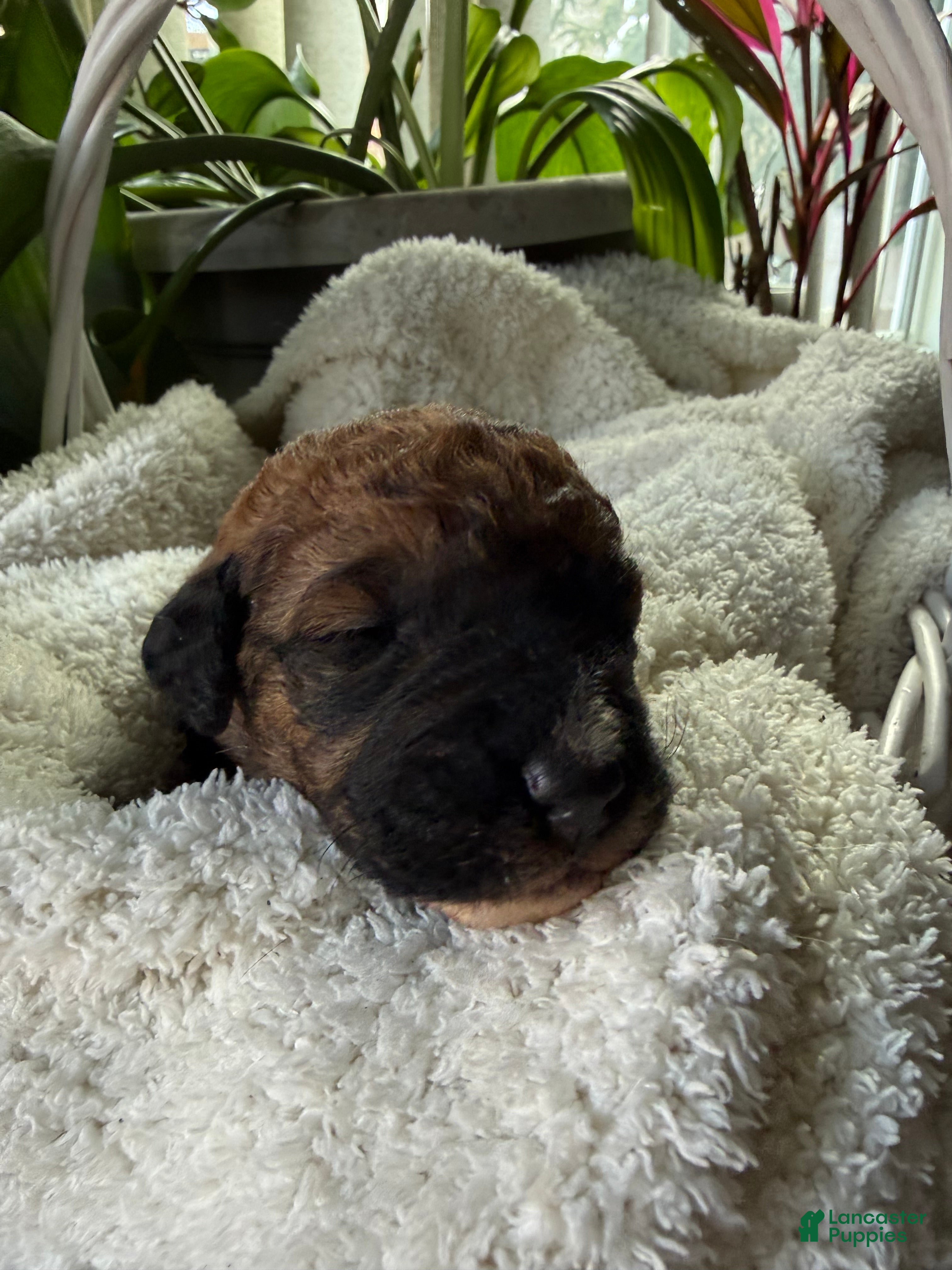 Mixed Breed dogs Brownie - Ad 27