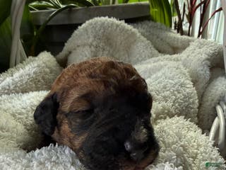 Mixed Breed dogs Brownie - Ad 27