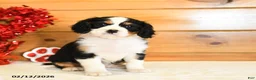 Miniature Bernese Mountain Dog dogs for sale: Valerie - Ad 2