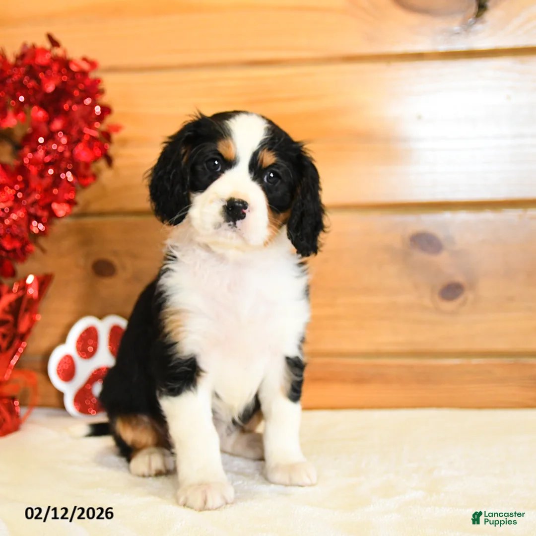 Miniature Bernese Mountain Dog dogs for sale: Valerie - Ad 2