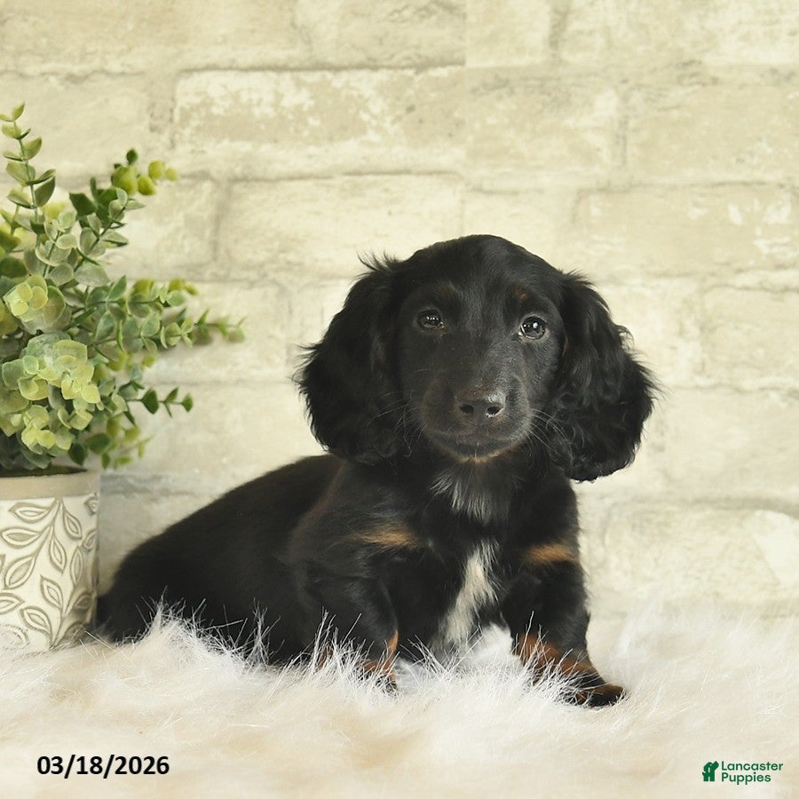 Miniature Dachshund dogs Buddy  - Ad 1