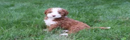Bernedoodle dogs for sale: Lexi - Ad 6