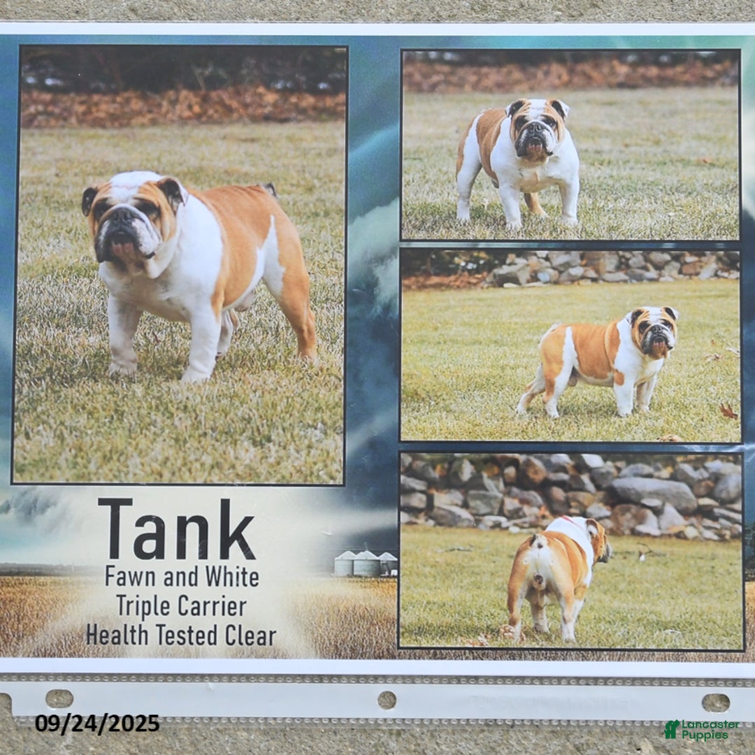 English Bulldog dogs for sale: Wanda - Ad 4