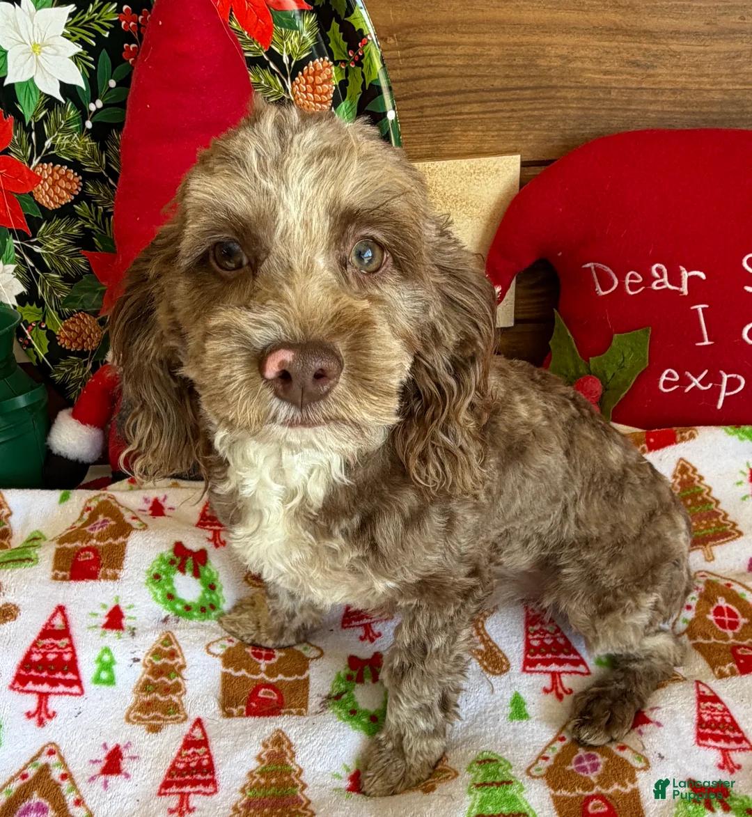 Cockapoo dogs for sale: Corky - Ad 2