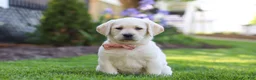 Labrador Retriever dogs for sale: Bela - Ad 1