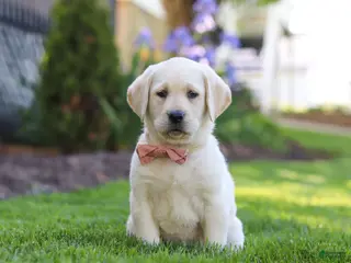 Labrador Retriever dogs for sale: Bela - Ad 1