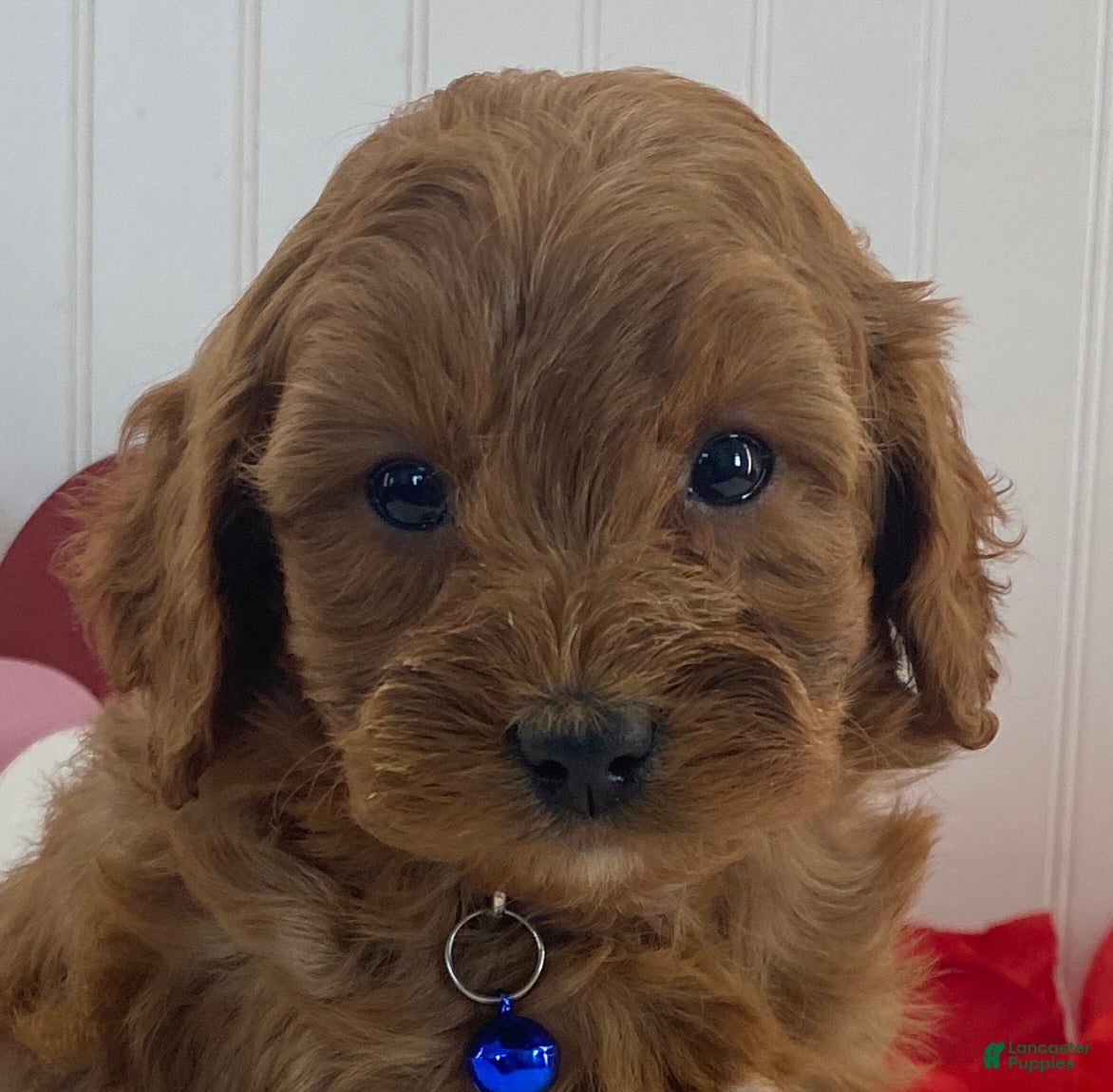 Cavapoo dogs Dusty  - Ad 20