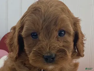 Cavapoo dogs Dusty - Ad 20