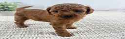 Toy Poodle dogs for sale: Yvonne - Ad 11