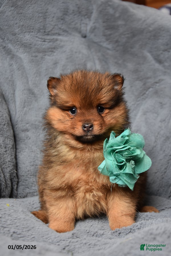 Pomeranian dogs for sale: Rylee - Ad 3