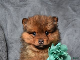 Pomeranian dogs Rylee - Ad 5