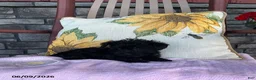 Yorkiepoo dogs for sale: Bonnie - Ad 3