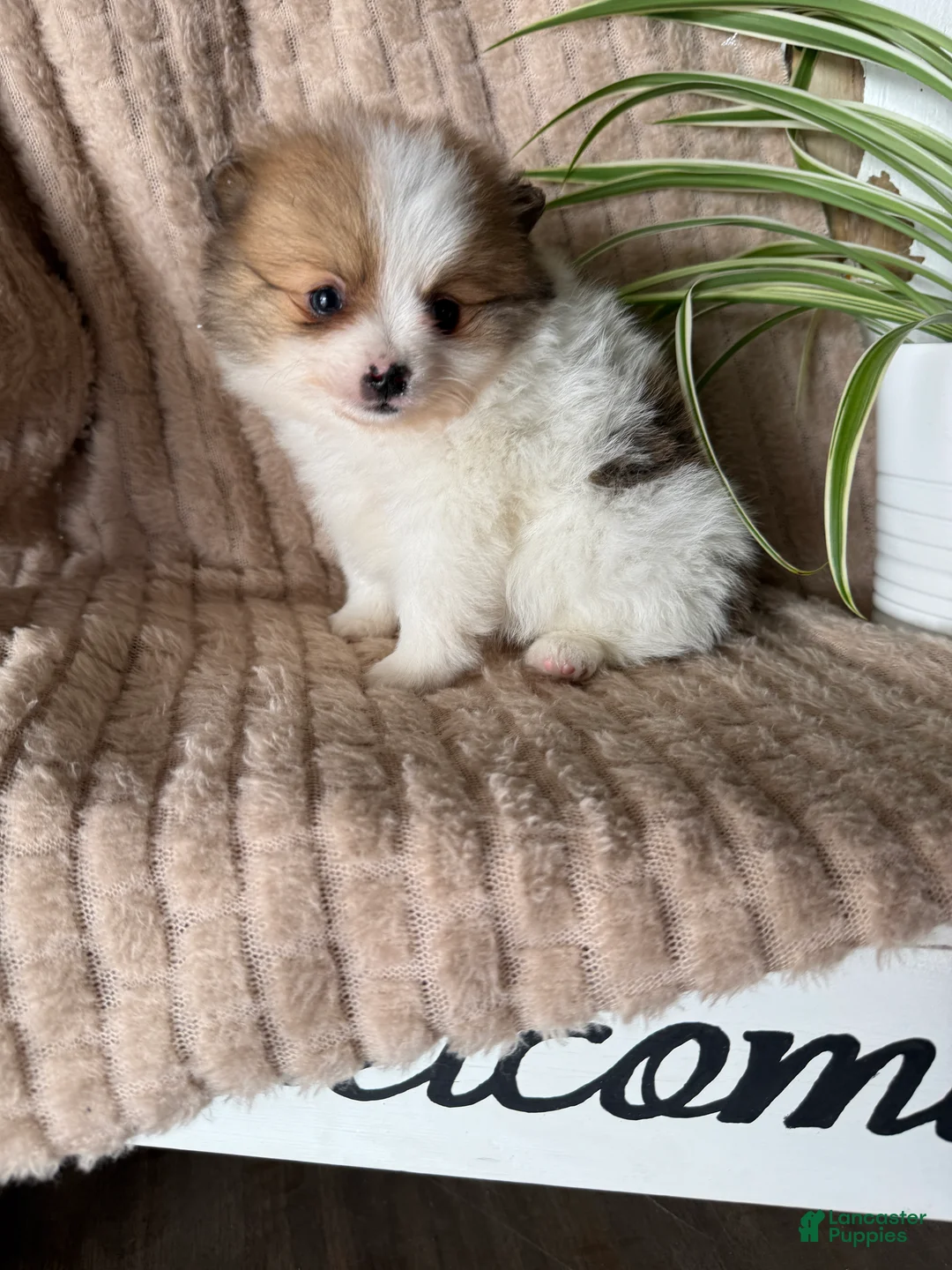 Pomeranian dogs for sale: Caleb - Ad 11