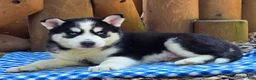 Siberian Husky dogs for sale: Freddie - Ad 3