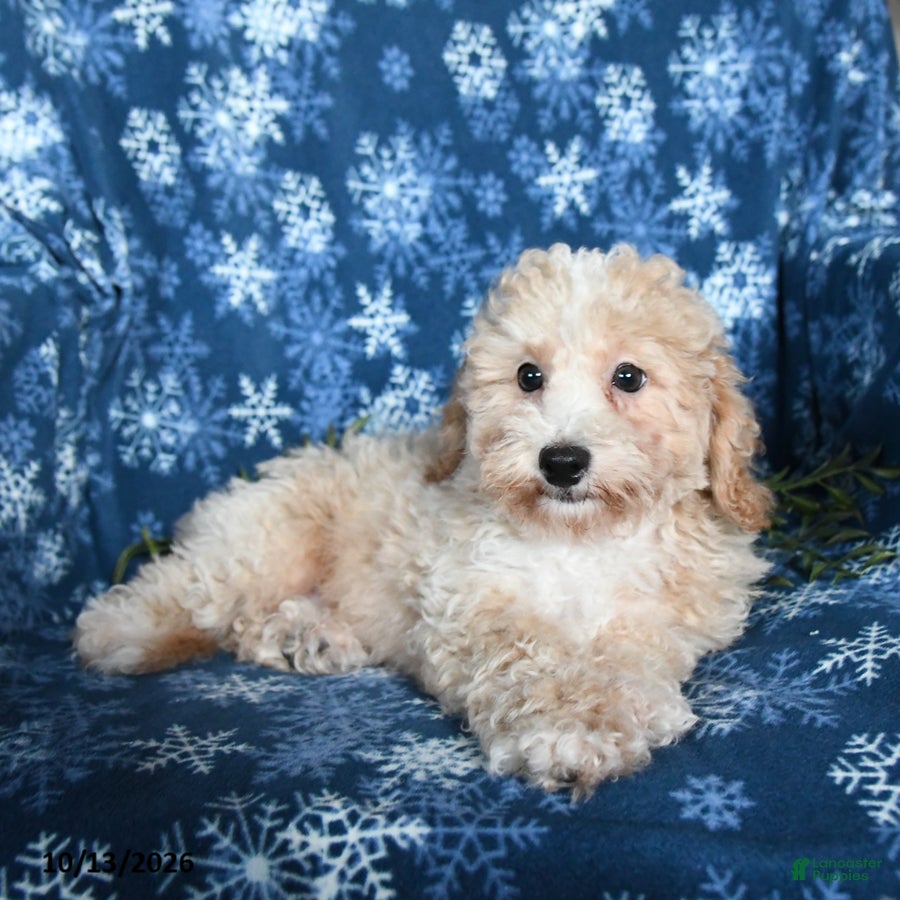 Bichpoo dogs Jordan - Ad 2