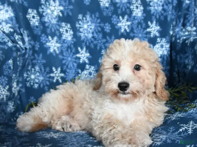 Bichpoo dogs for sale: Jordan - Ad 2