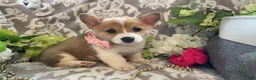 Welsh Corgi Pembroke dogs for sale: Mandy - Ad 5