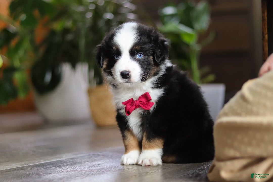 Miniature Australian Shepherd dogs for sale: Dubai - Ad 11